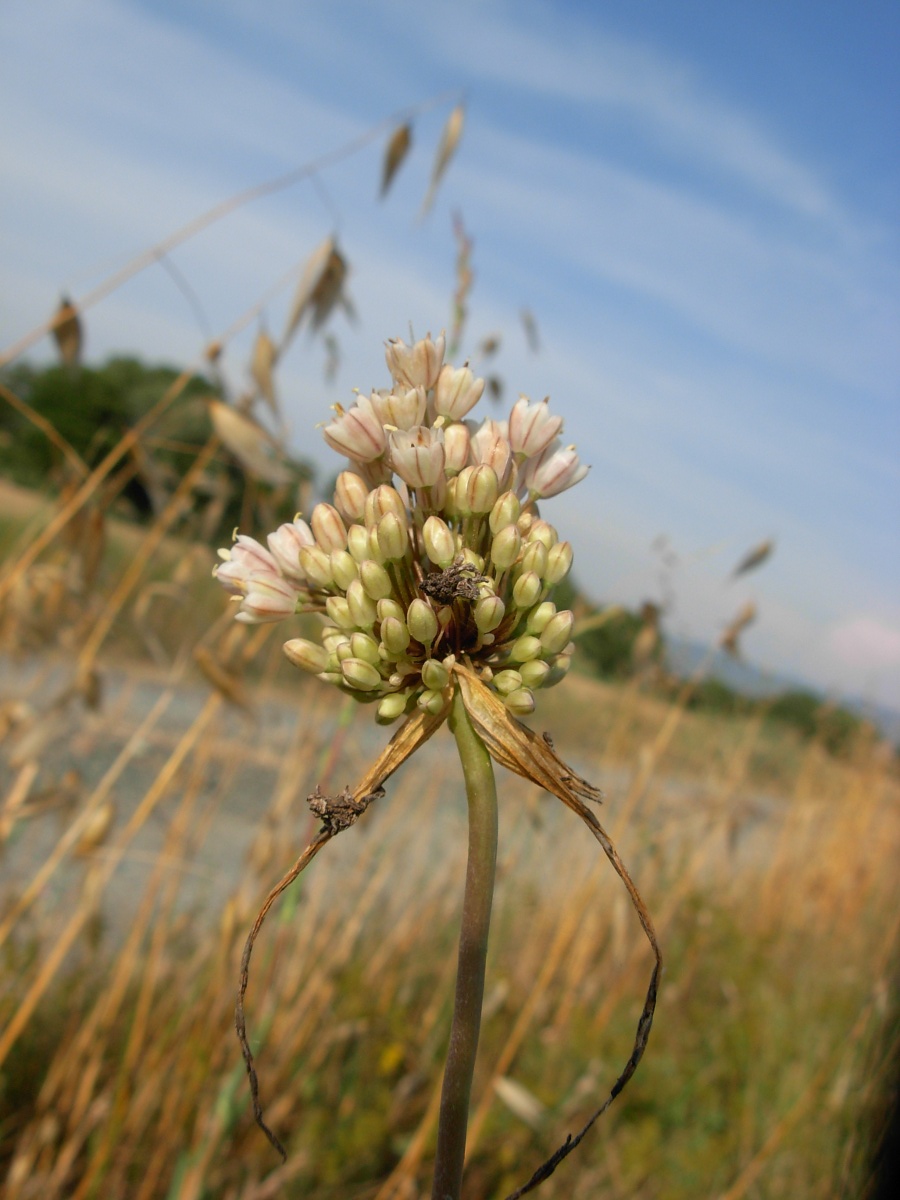 Allium pallens L. / Aglio di Coppoler